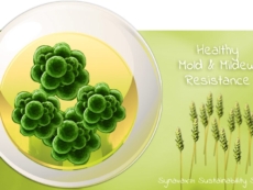 mold and mildew resistance