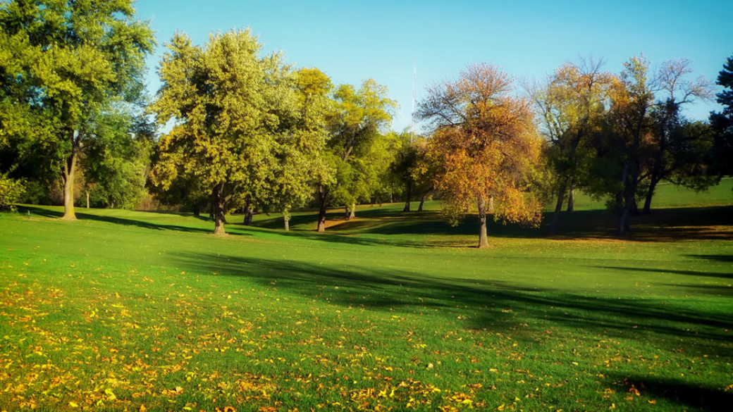Six Reasons to Plant a Tree