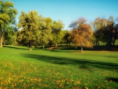 Six Reasons to Plant a Tree