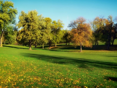 Six Reasons to Plant a Tree