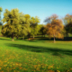 Six Reasons to Plant a Tree