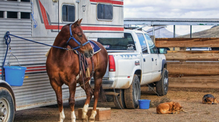CS-other-horsetrailer-940x600