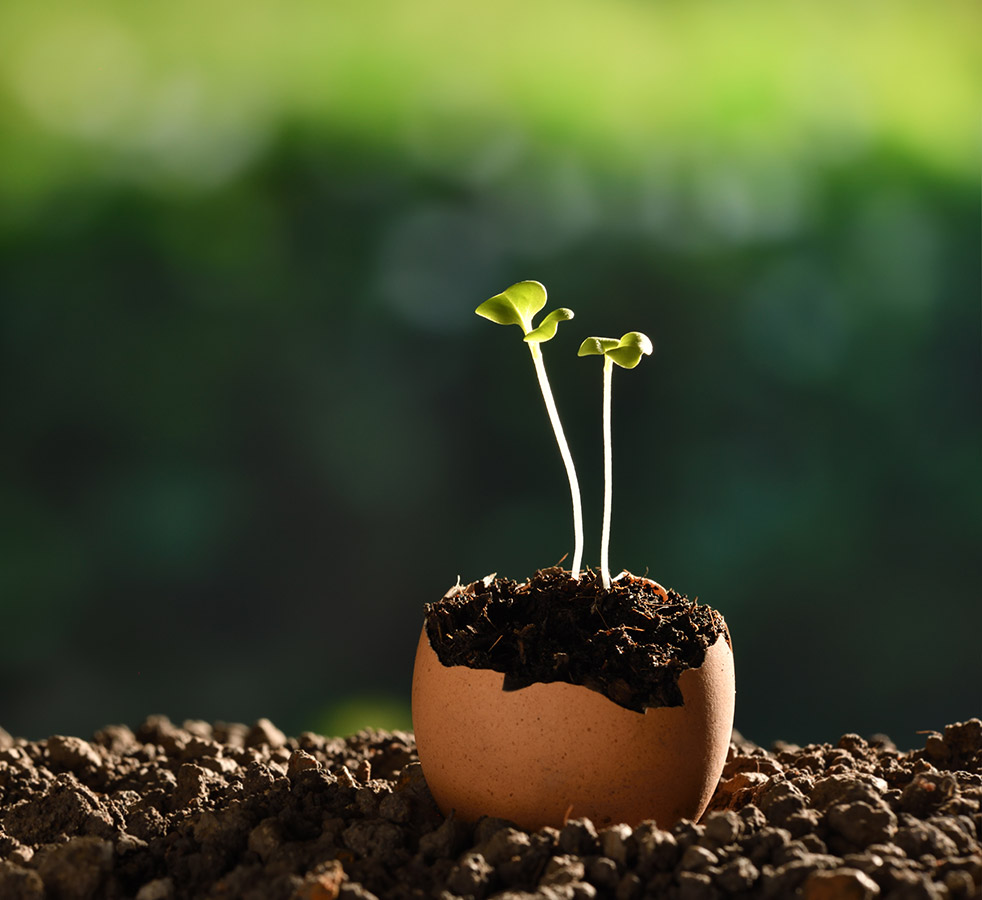 Every_Seed