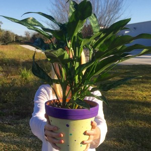 ELM Photo: Our sustainable friends in Orlando FL send a beautiful pix of their green leaves.