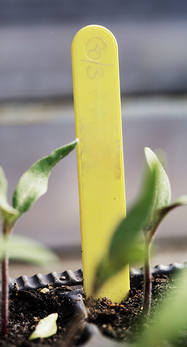 Plant_3