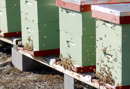 Insulation coating for beehives